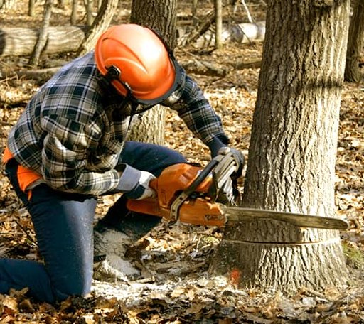 Tree Removal in Iota, LA